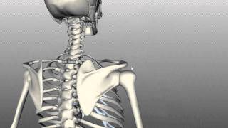 Scapula and Clavicle  Shoulder Girdle  Anatomy Tutorial [upl. by Toback]