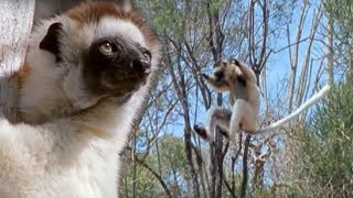 Sifaka Lemurs Jumping Around  Attenborough  BBC Earth [upl. by Innes]