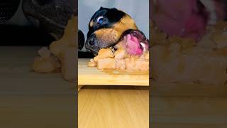 Cute dog Eats Raw Beef Reaction 🐶 shorts short asmr reaction viral [upl. by Ardnaik]