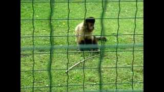 Kapucijnaap  Tufted Capuchin monkey Olmense Zoo [upl. by Mavilia]