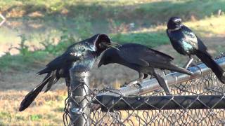 Fish Crow amp Boattailed Grackles  Quiscalus major [upl. by Lucho552]