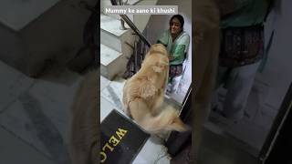 Aap ke aa jane se doglover goldenritriever viralvideo funny ABStudio [upl. by Goth]