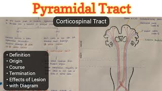 Pyramidal Tract  Corticospinal Tract  Descending Tract  Nervous System [upl. by Jakob]