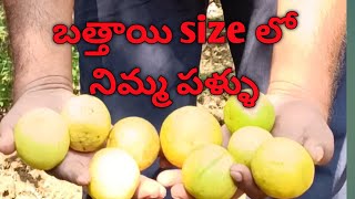 Do you know how much income they get from lemon crop  Balaji lemon lemon plants [upl. by Eeldarb]