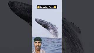 Blue Whale Fish🐟 Sikar🕸️ reactionvideo reactionshorts shortvideo bluewhale facts [upl. by Gavan]