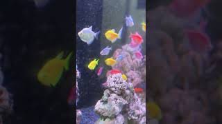 Beautiful Tetra fish aquarium [upl. by Inuat]