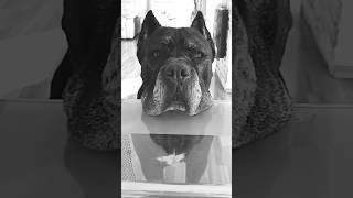 Cane Corso is 9 years old 🗝️ shorts canecorso guarddog doberman mastiff trending 001 [upl. by Casandra]