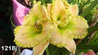 Best Of hemerocallis  daylily passion  2015  hemeroca7 [upl. by Haynor350]