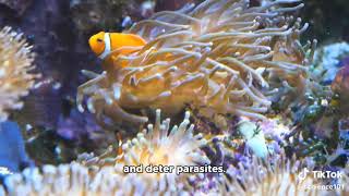 Evolution of AnemoneFish Mutualism [upl. by Auqinom]