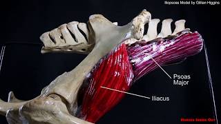 Horse Pelvic Muscles  The Iliopsoas group [upl. by Tabina121]