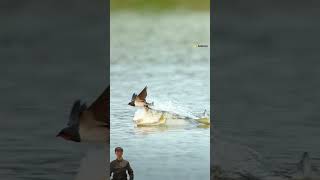 An unexpected predator fish catching birds in flight animals nature survival wildlife hunter [upl. by Shirah]