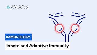 Innate and Adaptive Immunity Types of Immune Responses Short version [upl. by Atinuj480]