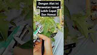 Perawatan Tomat Lebih Cepat dan hemat tapetool hargatomat petanimuda Petanivisionertv [upl. by Ailegnave690]