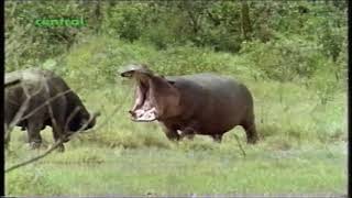 Hippo vs Cape Buffalo [upl. by Maureen]