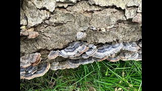 Turkey Tails Trametes versicolor [upl. by Platon176]