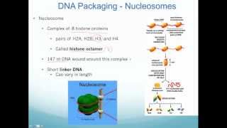 Chromatin Nucleosomes and Epigenetic Inheritance [upl. by Iaria]