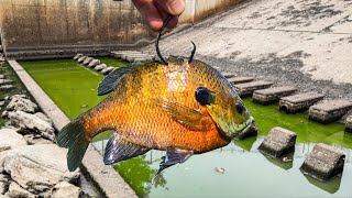 A STATE RECORD Size Fish was Hiding HERE Biggest in YEARS [upl. by Abigale682]