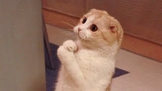 Cats are so funny you will die laughing  Funny cat compilation [upl. by Ahsieym]