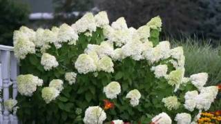 How to Prune Limelight Hydrangea [upl. by Yelsnya541]