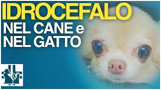 Idrocefalo nel cane e nel gatto [upl. by Worra]