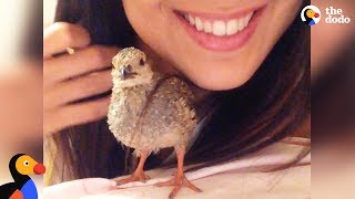 WONDER PETS quotTHE BABY BIRD RESCUEquot  Read Aloud  Storybook for kids children [upl. by Dnaltiak]