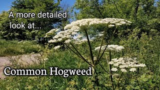 A more detailed look at Common hogweed Heracleum sphondylium [upl. by Hildegarde]