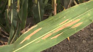 Corn Diseases Northern Corn Leaf Blight [upl. by Llerrad521]