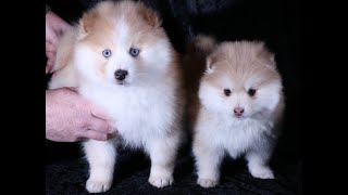 Foxy Pomsky Puppies in Alaska  Polar Pomskies [upl. by Nutter]