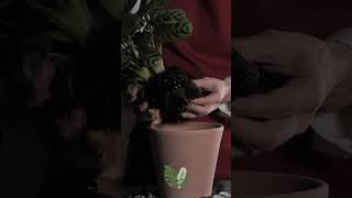 Peaceful Plant Repot Ctenanthe Burle Marx plants ctenanthe asmrsounds houseplants garden [upl. by Gally]