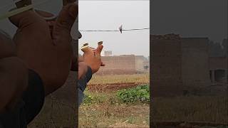 Use Slingshot for Outdoors Birds Hunting  Slingshot Hunting Wild Dove [upl. by Ycrep]