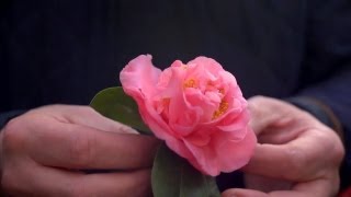 Growing Camellias  At Home With P Allen Smith [upl. by Ruhtua520]