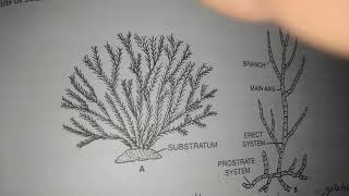 Ectocarpus introduction and vegetative structure [upl. by Arhaz905]