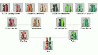 Autosomal DNA [upl. by Glynas]