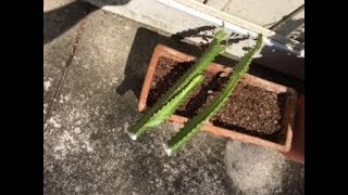 Taking Cuttings from Euphorbia Trigona [upl. by Leela]