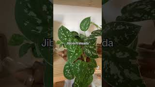 5 plantas para meia sombra plantas plants [upl. by At]