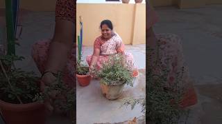 davanam plant health and medicinal benifits of davanam marjoram plant shorts youtube shorts [upl. by Aicitan26]