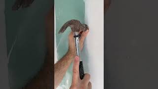 How Drywall Fasteners with a Hammer Work for Hanging Wall Decor 🔥 drywall [upl. by Fogarty863]