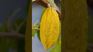 First cocoa fruit🥰 fruit harvest mygarden gardening shorts ytshorts beautifulnature 🤩 [upl. by Katha]