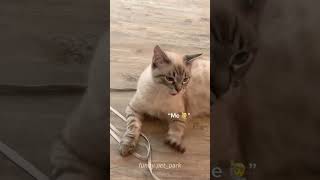 part 21 My cat understands Englishcat cats cutecat catlover catsoftiktok fyp kitty usa [upl. by Nnylaf]