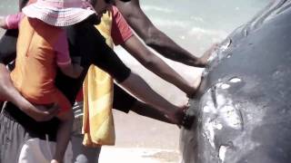 Shark nets kill whale in KZN [upl. by Ayoted]