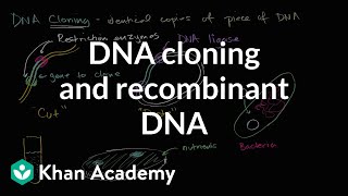 DNA cloning and recombinant DNA  Biomolecules  MCAT  Khan Academy [upl. by Llerryt]