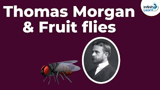 Genetics  Thomas Morgan amp Fruit flies  Lesson 10  Dont Memorise [upl. by Auqinimod130]