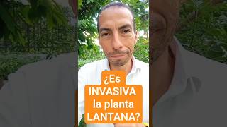 ¿Es INVASIVA la planta LANTANA [upl. by Nette]