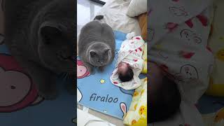 Cute cat guarding a newborn baby cat catactivity catbehavior catlover cute cutecat [upl. by Ayvid]