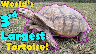 Sulcata Tortoises Facts and Care Tips [upl. by Abate498]