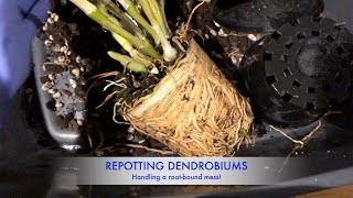 Repotting two Dendrobiums  Handling potbound roots [upl. by Dranyl]