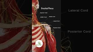 Brachial plexus anatomy [upl. by Maddis714]