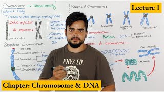 Chromosome Structure Shape composition and organization  Lecture 1 [upl. by Fatma]