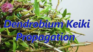 How to propagate Dendrobium orchid Keikis [upl. by Tobi]