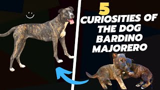 5 Curiosities About Dog Bardino Majorero [upl. by Cleland]